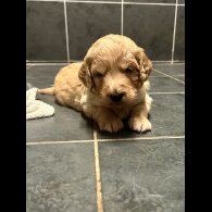 Goldendoodle - Bitches