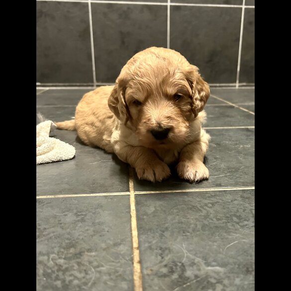 Goldendoodle - Bitches