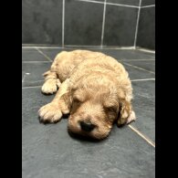 Goldendoodle - Bitches