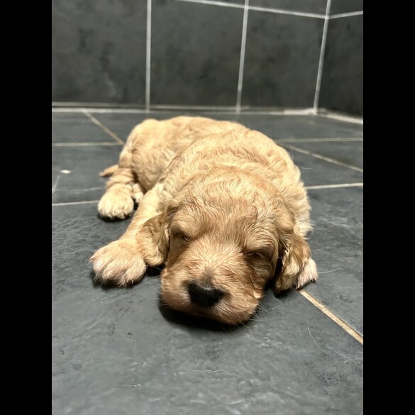 Goldendoodle - Bitches