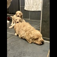 Goldendoodle - Bitches