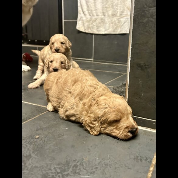 Goldendoodle - Bitches