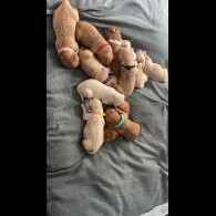 Goldendoodle - Both