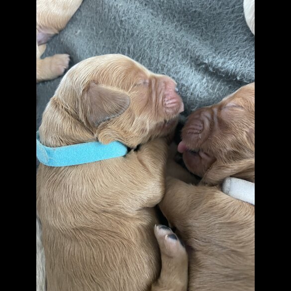 Goldendoodle - Both