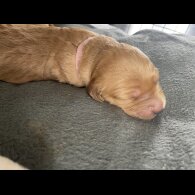 Goldendoodle - Both