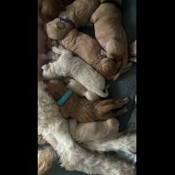 Goldendoodle - Both