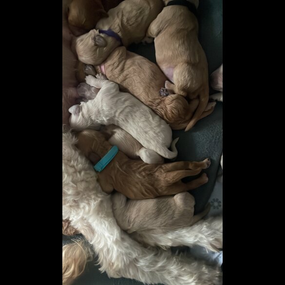 Goldendoodle - Both