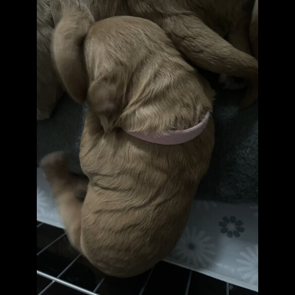 Goldendoodle - Both
