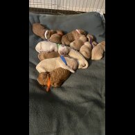 Goldendoodle - Both