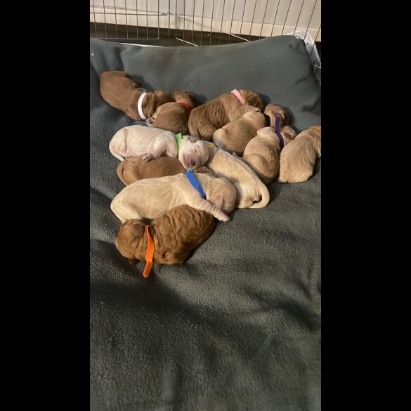 Goldendoodle - Both