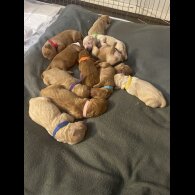 Goldendoodle - Both