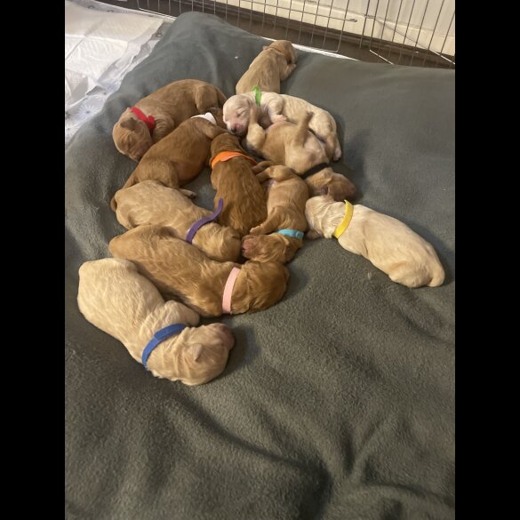 Goldendoodle - Both