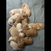 Goldendoodle - Both
