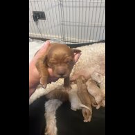 Goldendoodle - Both