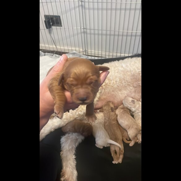 Goldendoodle - Both