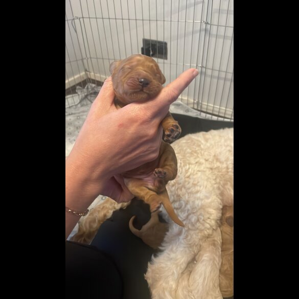 Goldendoodle - Both