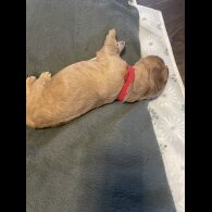 Goldendoodle - Both