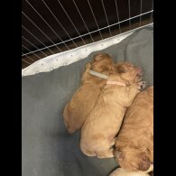 Goldendoodle - Both