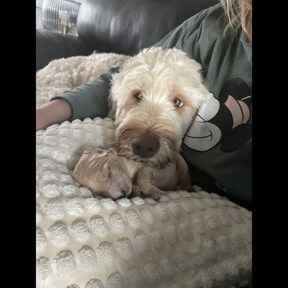 Goldendoodle - Both