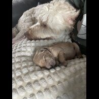 Goldendoodle - Both