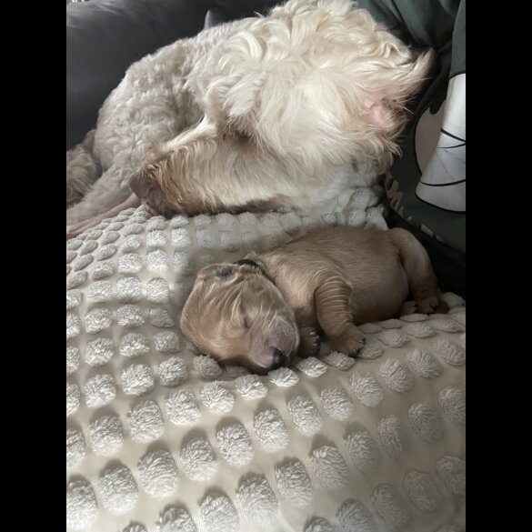 Goldendoodle - Both