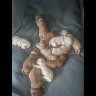 Goldendoodle - Both