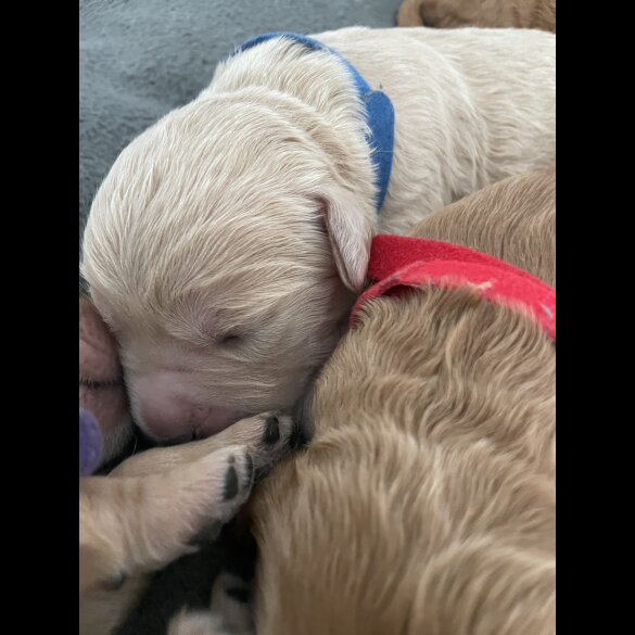 Goldendoodle - Both
