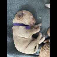 Goldendoodle - Both
