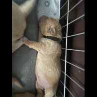 Goldendoodle - Both