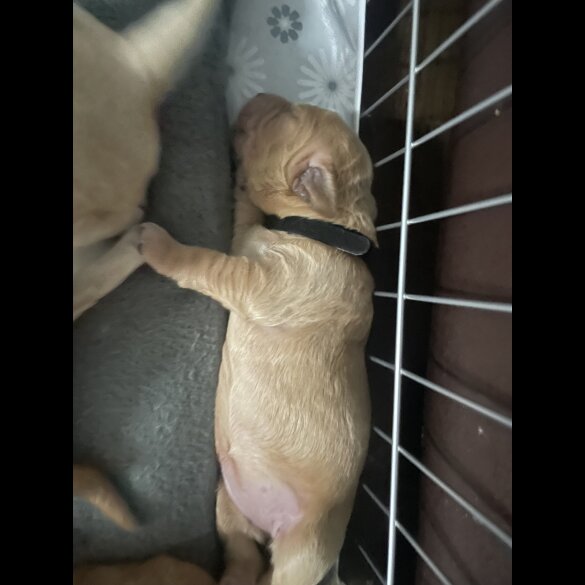 Goldendoodle - Both