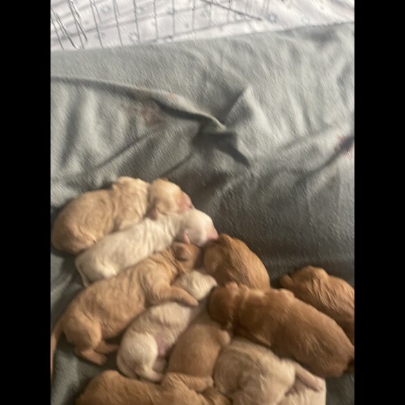 Goldendoodle - Both