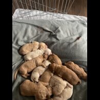 Goldendoodle - Both