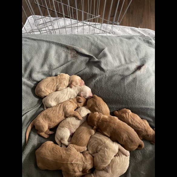 Goldendoodle - Both