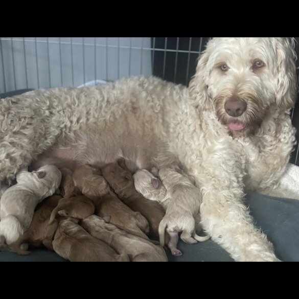 Goldendoodle - Both