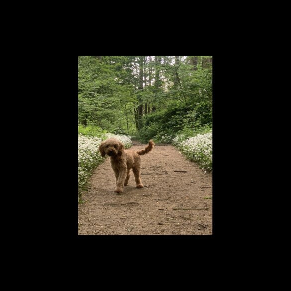 Goldendoodle - Both