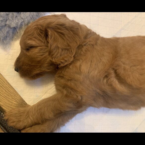 Goldendoodle - Both