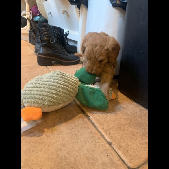 Goldendoodle - Both