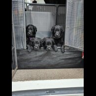 Mixed Breed - Both