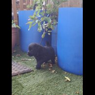 Mixed Breed - Both