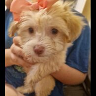 Havanese - Dogs