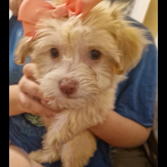 Havanese - Dogs