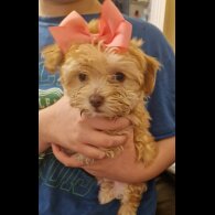 Havanese - Dogs