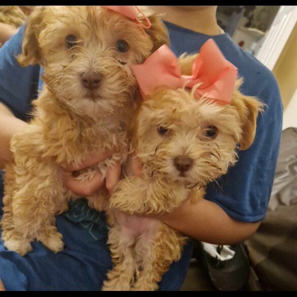 Havanese - Dogs