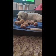 Havanese - Dogs