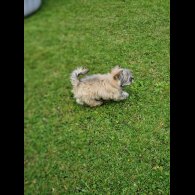 Havanese - Both