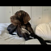Hungarian Vizsla - Bitches