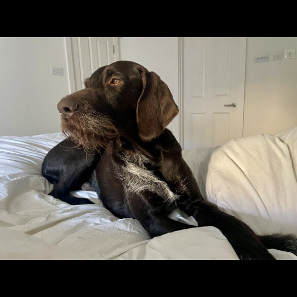 Hungarian Vizsla - Bitches
