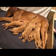 Hungarian Vizsla - Both