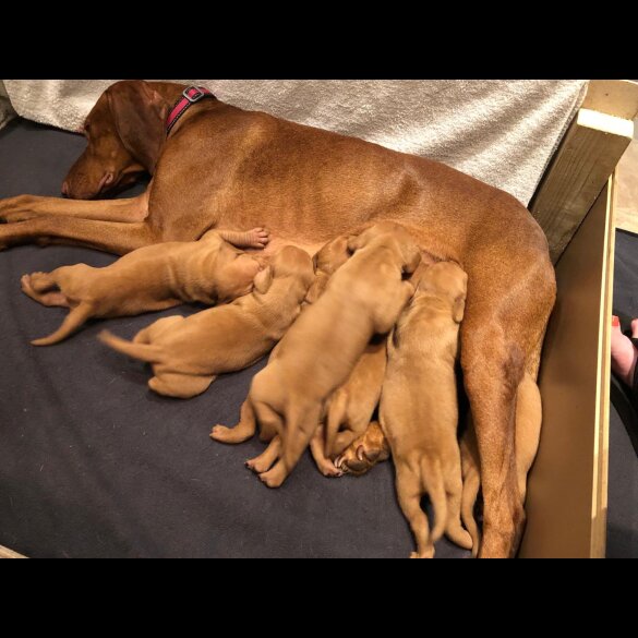 Hungarian Vizsla - Both