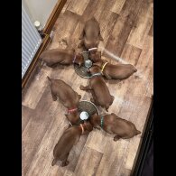 Hungarian Vizsla - Both